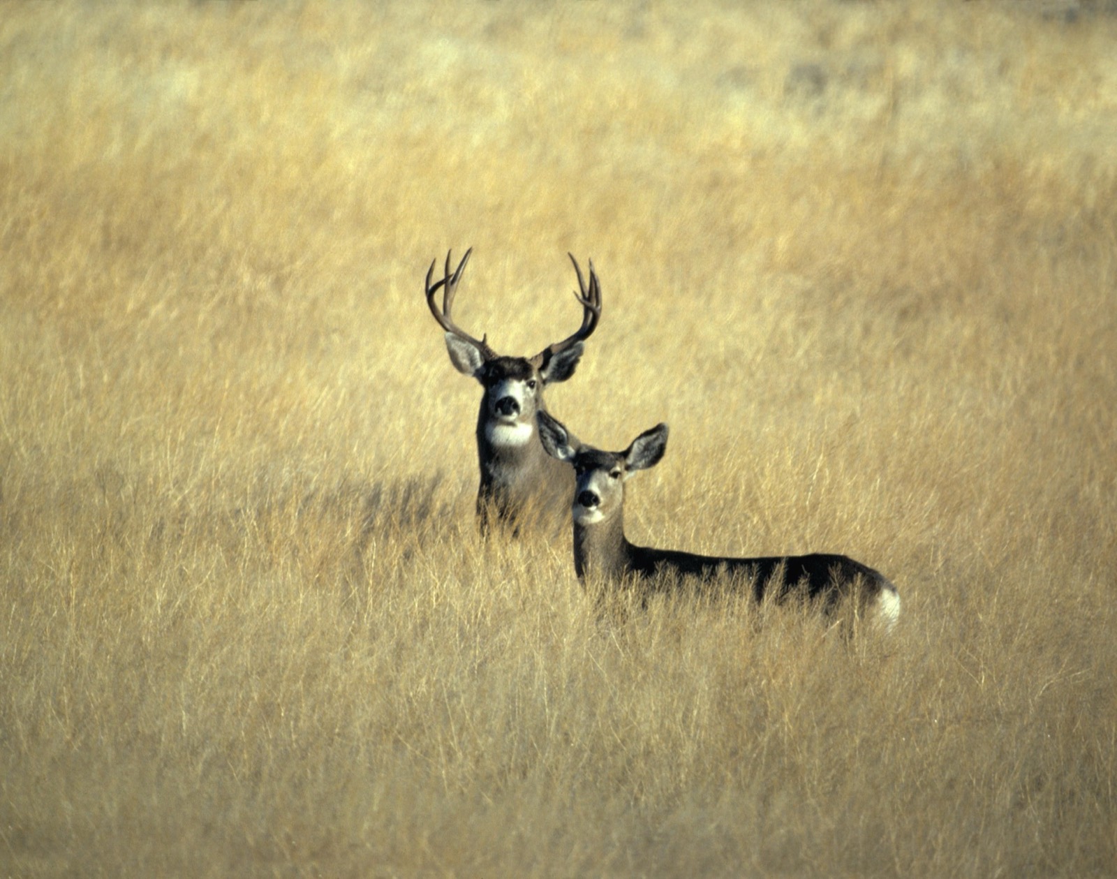 Desert mule deer
